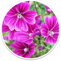 Mallow flower